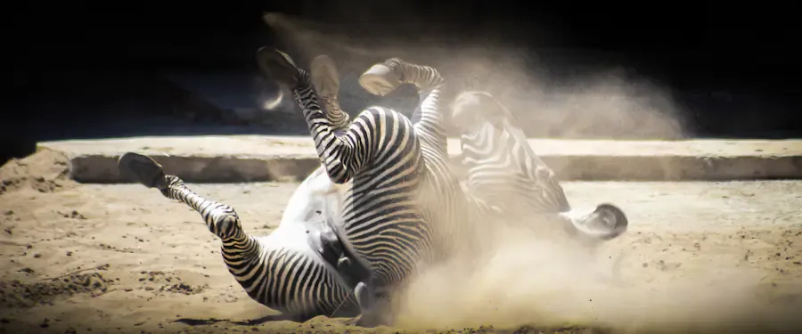 A zebra resting in its natural habitat