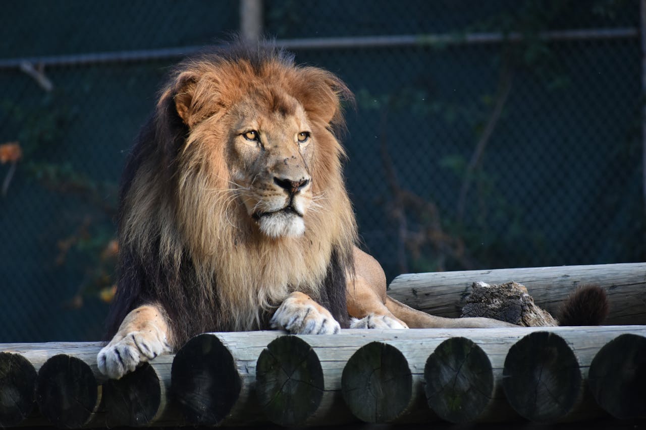 Close-up of a regal lion resting on logs in an outdoor setting, exuding strength.