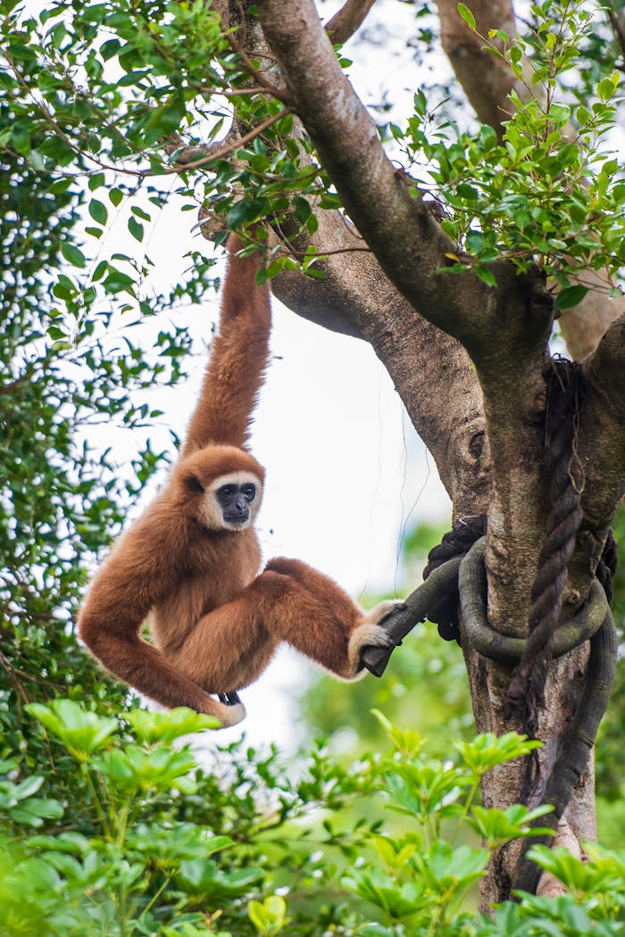 A gibbon gracefully hangs from a tree branch in its lush, natural environment.