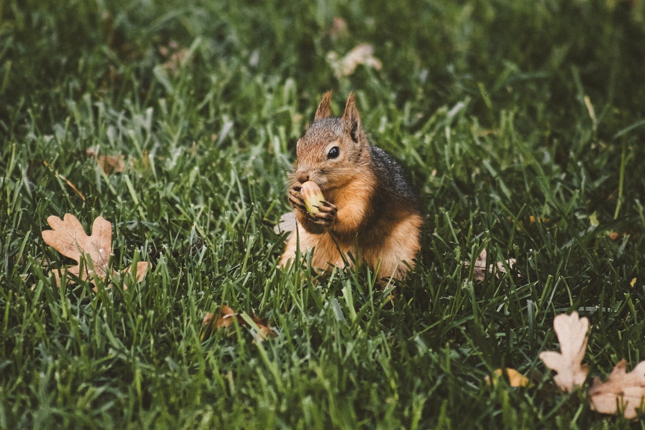 Crafting Captivating Headlines: Your awesome post title goes here Close-up of a squirrel eating a nut, surrounded by lush green grass and fallen leaves.