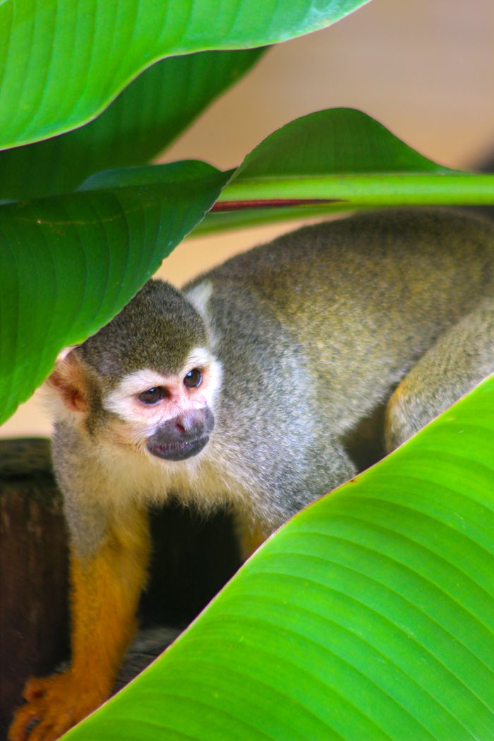 A curious squirrel monkey peeks through lush tropical leaves in a rainforest setting.