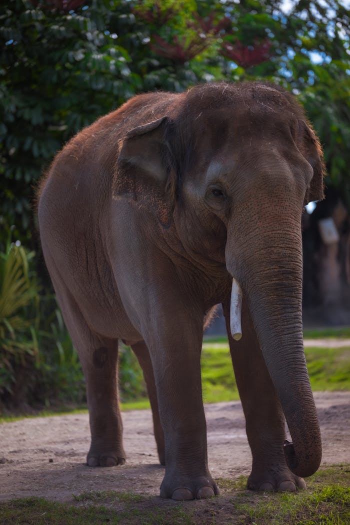 Majestic Asian elephant standing outdoors in a lush green forest setting, captured during daytime.