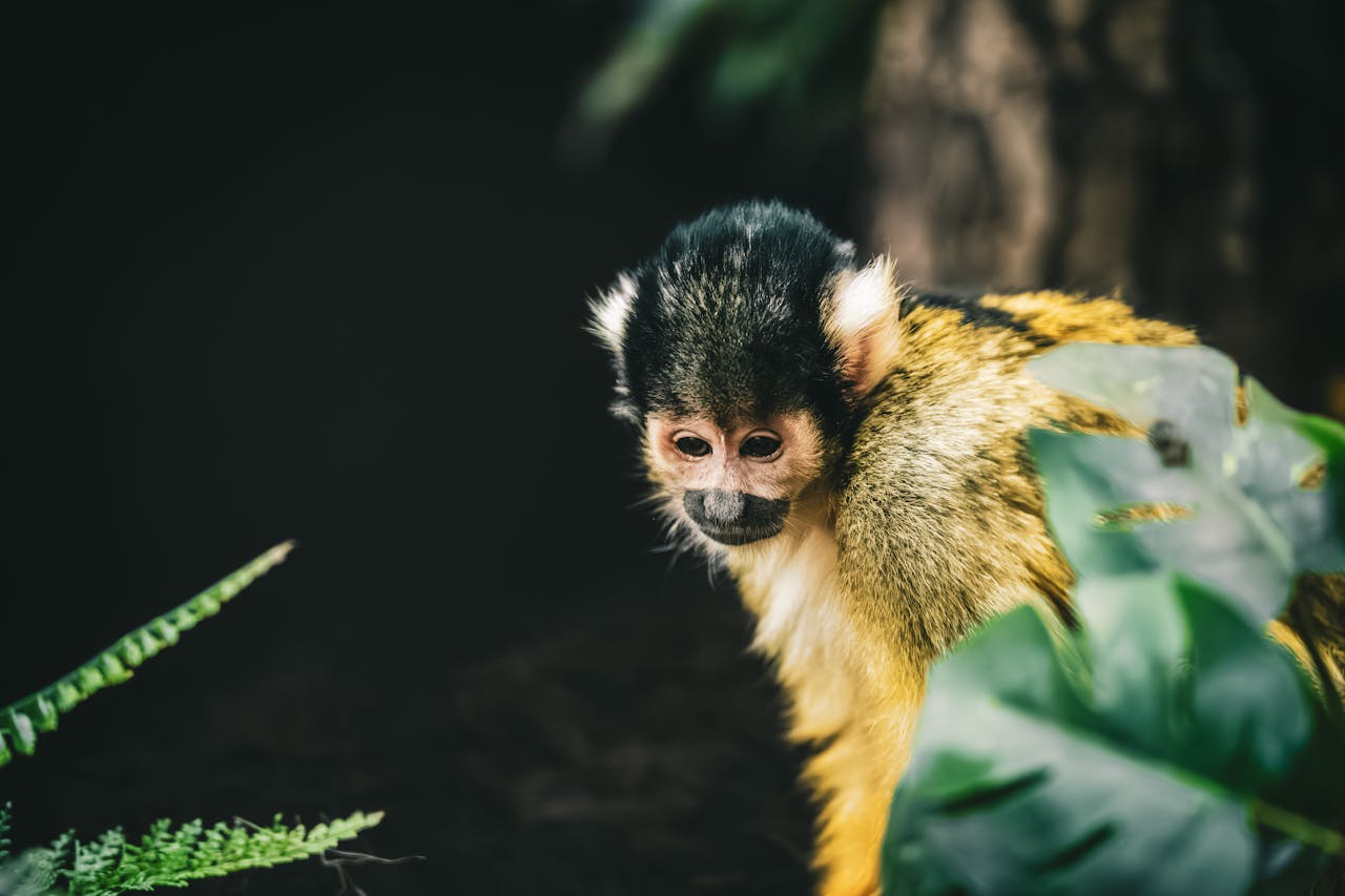 Mastering the First Impression: Your intriguing post title goes here Close-up portrait of a squirrel monkey amidst lush greenery in Ljubljana's natural setting.