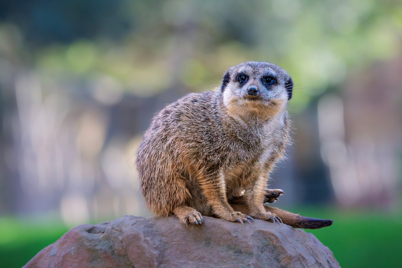 A meerkat perched on a rock, captured in its natural outdoor habitat.