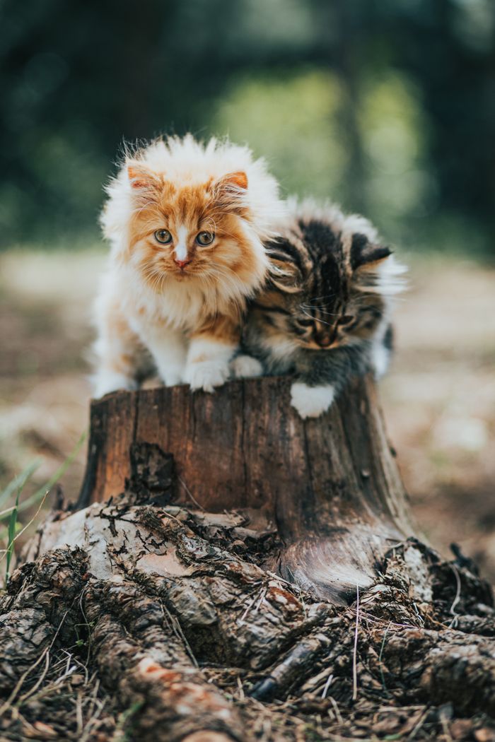The Art of Drawing Readers In: Your attractive post title goes here Adorable fluffy kittens sitting together on stump in forest on blurred background in daytime